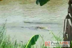 Penampakan Buaya Resahkan Warga