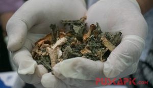 Jangan Takut Berobat ke Klinik Saintifikasi Jamu