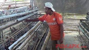 Ternak Ayam Arab dengan Iringan Musik