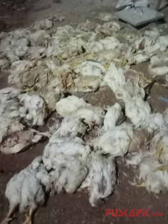 edit ayam mati