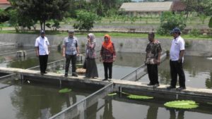 Diskanak Banyumas Gandeng BRPI Bangkitkan Produksi Ikan Gurami