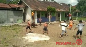 Lihat, Ada Celeng Mengamuk, 3 Warga Pemalang Terluka