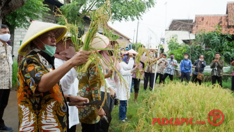 Inovasi Padi Apung di Kota Pekalongan Berhasil Dipanen