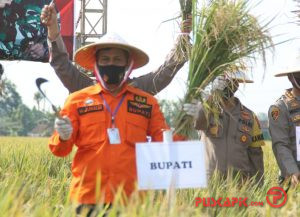 Kapolda Jateng Hadiri Panen Raya Padi di Pemalang