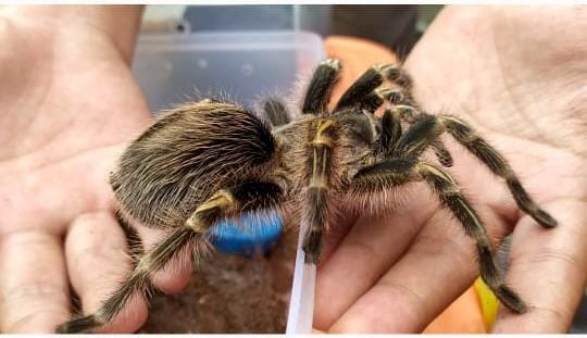 Antimainstream, Pemuda Tegal Budidaya Tarantula