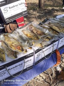 Bandeng Salto, Produk Olahan Ikan Khas Ulujami, Satu-satunya di Indonesia