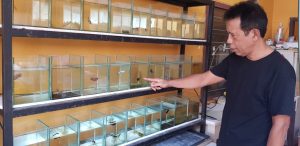 Bisnis Ikan Cupang Raup Puluhan Juta Rupiah Per Bulan