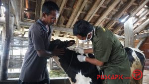 Cegah Keguguran, Sapi Perah di Pekalongan Divaksin Brucellosis
