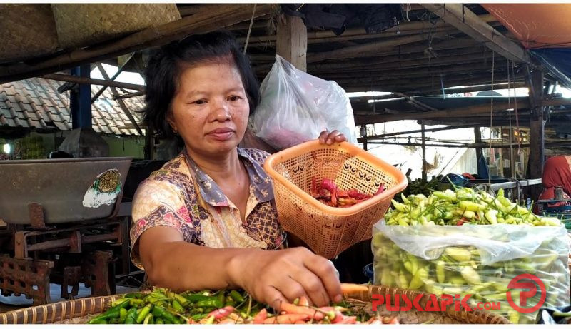Harga Meroket, Cabai Busuk Diburu Warga Tegal