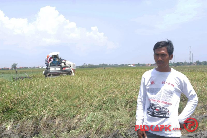 Petani Pemalang Keluhkan Kuota Pupuk Bersubsidi dari Pemerintah