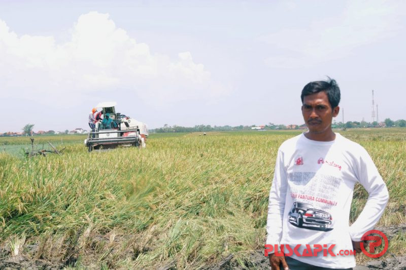 Harga Gabah Anjlok, Begini Keluhan Petani Pemalang