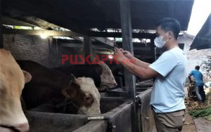 Pandemi Covid-19, Peternak di Batang Jual Hewan Kurban Secara Online