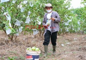 Seorang Polisi di Tegal Sulap Lahan Bengkok Menjadi Agro Wisata Unggulan