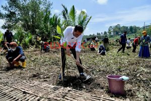 Presiden Jokowi Tanam Mangrove Bersama Masyarakat Tritih Lor Cilacap