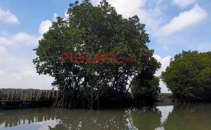 3000 Ha Tambak di Pesisir Utara Brebes Hilang Terkikis Abrasi