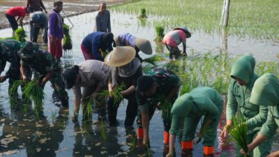 Kodim-Pemkot dan BBPSI Biogen Uji Coba Perdana Tanam Padi Biosalin di Lahan Terdampak Rob