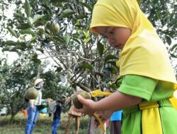 Berburu Segarnya Jeruk di Agroeduwisata Clapar