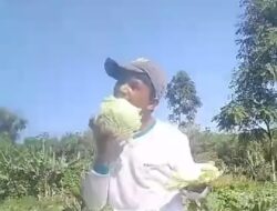 Viral! Video Petani di Gunung Slamet Keluhkan Harga Kubis ‘Terjun Bebas’