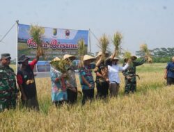 Dukung Swasembada Pangan Nasional, Kota Pekalongan Berhasil Panen Padi Biosalin di Lahan Eks Rob
