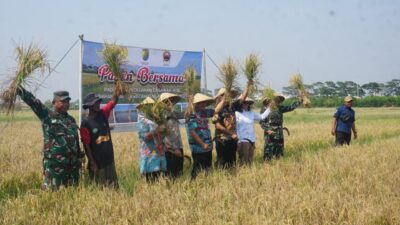 Dukung Swasembada Pangan Nasional, Kota Pekalongan Berhasil Panen Padi Biosalin di Lahan Eks Rob