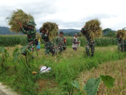 Kodim Pekalongan Panen Padi di Karanganyar
