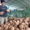 Harga Kelapa di Pasar Pemalang Naik Dua Kali Lipat