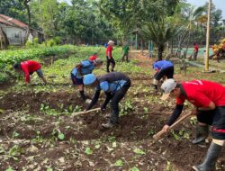 Panen Sawi Sukses Besar Warga Binaan Lapas Batang Lanjut Tanam Bibit