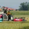 Kodim Pekalongan Panen Padi di Lahan Bekas Terdampak Rob