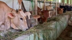 Dinperpa Siap Amankan Pelaksanaan Kurban di Kota Pekalongan