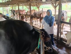 Sapi ” Tyson” 1,2 Ton Milik Warga Pekalongan Jadi Hewan Kurban Presiden Prabowo