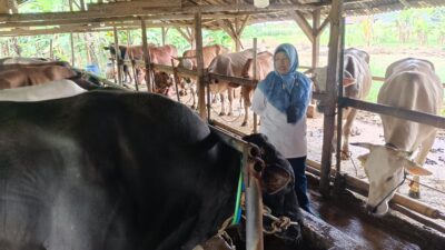 Sapi ” Tyson” 1,2 Ton Milik Warga Pekalongan Jadi Hewan Kurban Presiden Prabowo