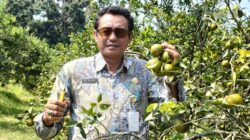 Agrowisata Clapar Siap Manjakan Pecinta Jeruk