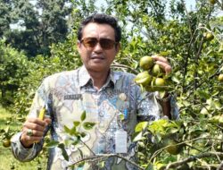 Agrowisata Clapar Siap Manjakan Pecinta Jeruk