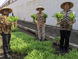 Dua Hari Sekali Panen, Pertanian Rutan Pekalongan Gairahkan Semangat Kemandirian WBP