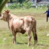 Walah! Sapi Kurban Warga Mulyoharjo Pemalang Lepas, Damkar Turun Tangan Jadi Koboi Rodeo