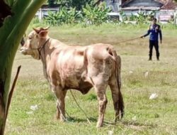 Walah! Sapi Kurban Warga Mulyoharjo Pemalang Lepas, Damkar Turun Tangan Jadi Koboi Rodeo
