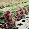 Ngeri, Dua Kali Aksi Percurian Tanaman Bawang Merah Terjadi Wanasari Brebes