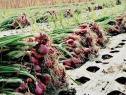 Ngeri, Dua Kali Aksi Percurian Tanaman Bawang Merah Terjadi Wanasari Brebes