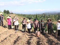 Dukung Program Swasembada Pangan 2025, Polres Pekalongan dan Jajarannya Tanam Jagung Serentak