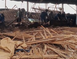 Kandang Ayam Broiler Ambruk di Brebes, 1 Pekerja Hilang Tertimbun, SAR Terkendala Gas Amoniak