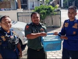 Warga Pemalang Kaget Rumahnya Kemasukan Hewan Langka