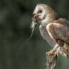 Perangi Hama Tikus, Dinas Pertanian Pemalang Bakal Kerahkan Burung Hantu
