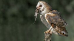 Perangi Hama Tikus, Dinas Pertanian Pemalang Bakal Kerahkan Burung Hantu