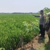 Buruh Tani di Bojong Ditemukan Meninggal di Sawah, Diduga Karena Kelelahan