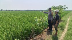 Buruh Tani di Bojong Ditemukan Meninggal di Sawah, Diduga Karena Kelelahan