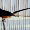 Harga Burung Murai Tak Lagi Gacor, Tapi Tetap Jadi Idola