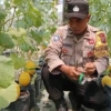 Inspiratif, Aipda Mistono Sulap Tanah Kosong Jadi Kebun Melon, Panen Perdana Dibagikan Gratis ke Warga