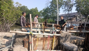 Banjir Rob di Muarareja, DPUPR Laporkan Kerusakan Pintu Air dan Usulkan Perbaikan Infrastruktur