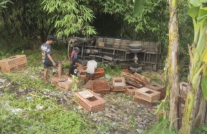 Pecah Ban, Mobil Pengangkut Ayam Masuk Jurang 10 Meter di Kesesi