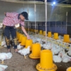Cenderung Turun, Peternak Ayam Ras di Batang Harapkan Harga Tetap Stabil